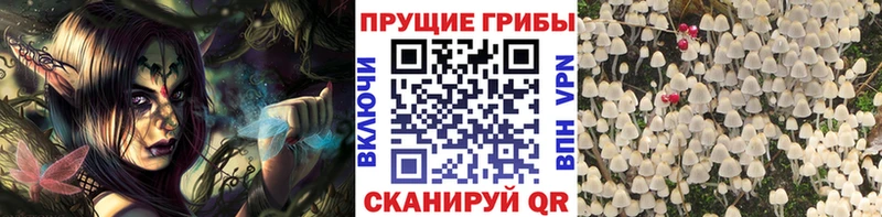 даркнет телеграм  что такое наркотик  ОМГ ОМГ ТОР  Краснокаменск  Галлюциногенные грибы прущие грибы 